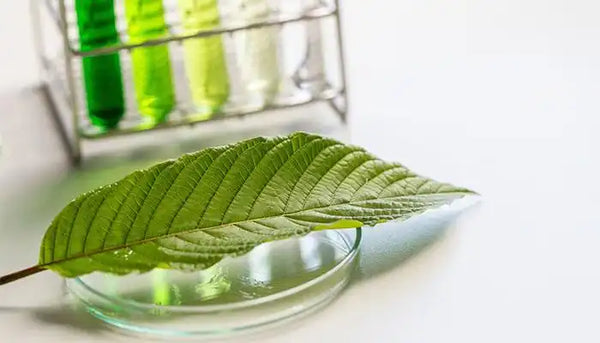 What are Kratom Alkaloids and Why are Some Types of Kratom Stronger?