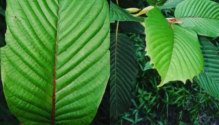Kratom Leaf Color Guide – What are they and what do they mean?