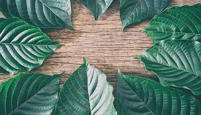 What are the Different Types of Kratom