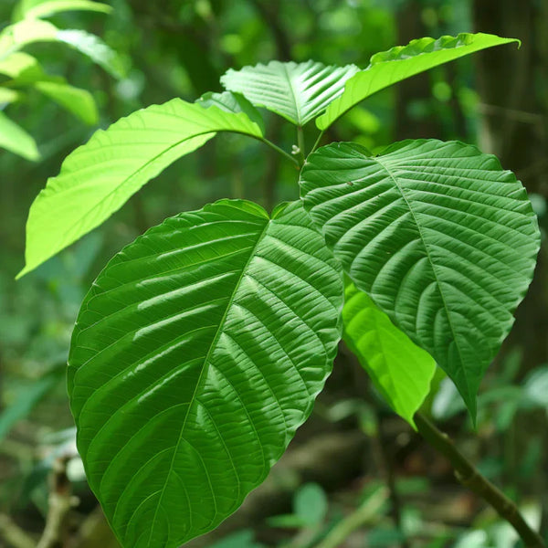 5 Facts About Green Leaf Kratom