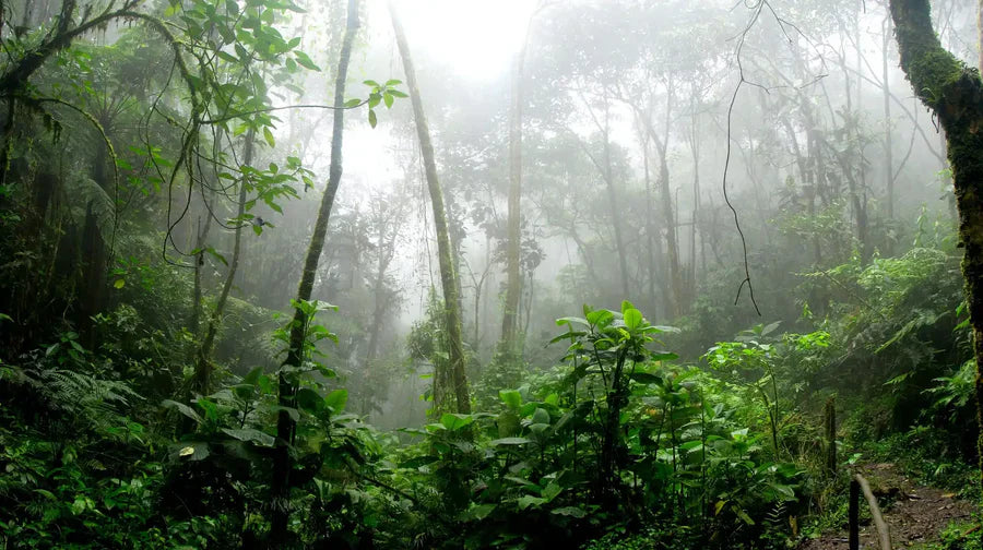 What is Borneo Kratom?
