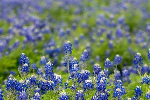 Is Kratom Legal in Texas in 2024?