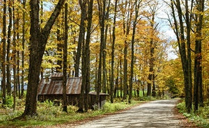 Is Kratom Legal in Connecticut in 2024?