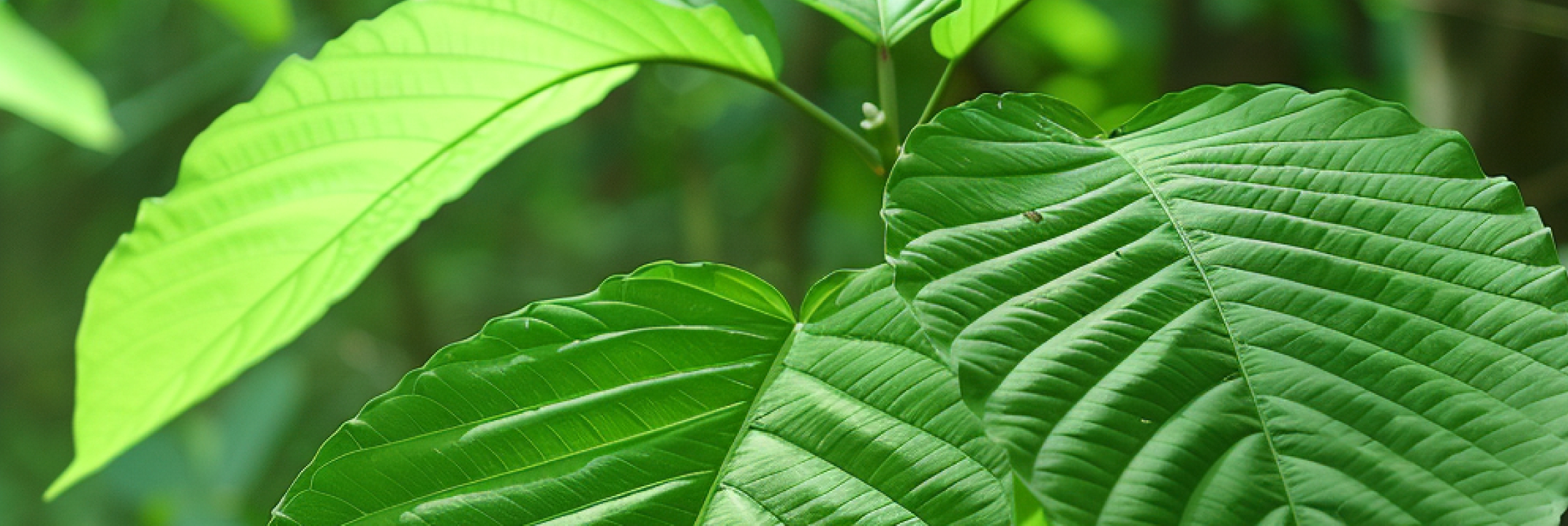 Green Vein Kratom Powder